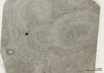 https://files.geocollections.info/large/16/66/16663fca-5dfb-420d-8100-c73a40576077.jpg