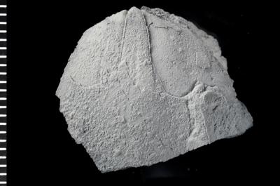 https://files.geocollections.info/large/16/8e/168ea41b-ec82-445a-85d2-092d49b266c5.jpg
