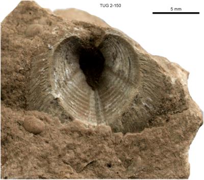 https://files.geocollections.info/large/16/9a/169afa40-8eff-4699-bb6d-db15a1c43018.jpg