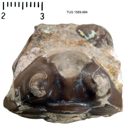 https://files.geocollections.info/large/16/b0/16b0baed-36ed-4a7f-9b44-95d8c2244a3c.jpg