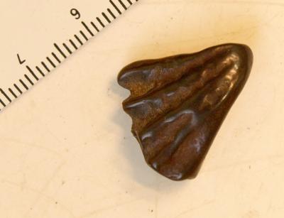 https://files.geocollections.info/large/16/bd/16bd2522-968f-43f3-9d7b-e646204b0dec.jpg