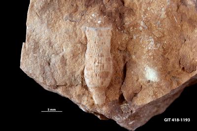 https://files.geocollections.info/large/16/e5/16e5dd29-3285-4aeb-9139-73c17d782313.jpg