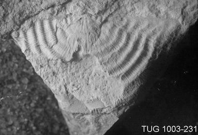 https://files.geocollections.info/large/16/f1/16f1be79-0ed6-46b8-bff2-e13844b43581.jpg