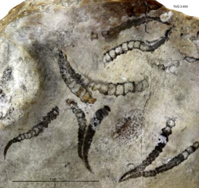 https://files.geocollections.info/large/17/0f/170f2d20-09c8-42ab-8569-0778d94fcf44.jpg