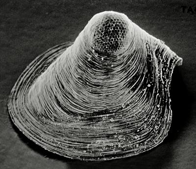 https://files.geocollections.info/large/17/19/1719d12d-ff86-494e-b42f-1bbb998306bf.jpg