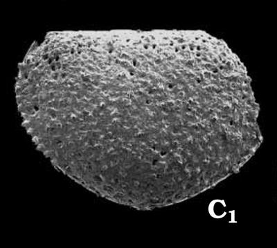 https://files.geocollections.info/large/17/1e/171e331e-b9b7-4996-b356-78983deab4c1.jpg