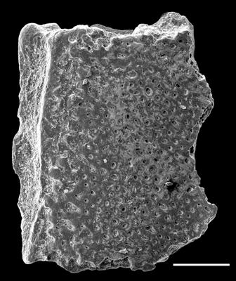 https://files.geocollections.info/large/17/40/1740b30c-4969-4884-a4c0-3b7c96745991.jpg