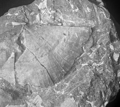 https://files.geocollections.info/large/17/44/17447f1f-7696-4473-9203-06cf06225ff7.jpg