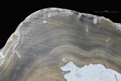 https://files.geocollections.info/large/17/58/17585ae8-cdd9-424d-a07b-32f0cdbd7a91.jpg