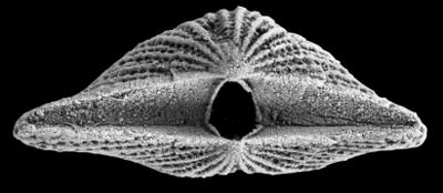 https://files.geocollections.info/large/17/5c/175c4673-fcc8-431e-88a2-aea0b5c41990.jpg
