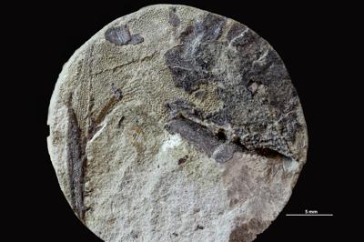 https://files.geocollections.info/large/17/67/1767627b-fec1-4e70-9ff9-cae6cf311067.jpg
