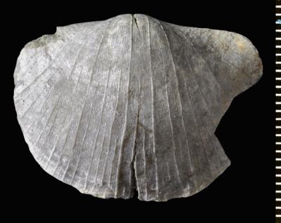 https://files.geocollections.info/large/17/82/1782e310-bafd-47bf-8c35-0ea7c66138b3.jpg