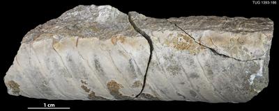 https://files.geocollections.info/large/17/9b/179bc985-3097-4f9f-bd71-197618c4e906.jpg