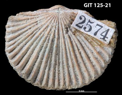 https://files.geocollections.info/large/17/f7/17f781c3-650f-40e3-b36a-ec204a9eb74c.jpg