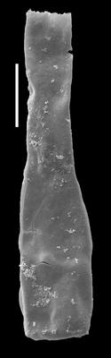 <i><i>Spinachitina coronata</i></i><br />Likenai 396 borehole, 784.01 m, Porkuni Stage (884-1)