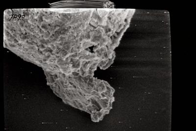 <i><i>Conochitina</i> | Conochitina sp. sp.</i><br />Ikla borehole, 504.20 m, Juuru Stage (754-144)