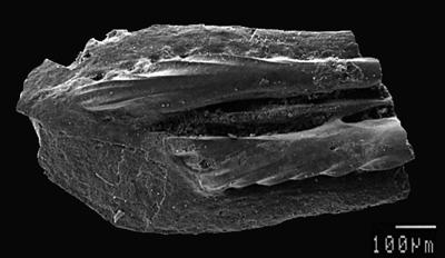 https://files.geocollections.info/large/18/2d/182d47d7-12af-45c4-83c4-bc676b130d52.jpg