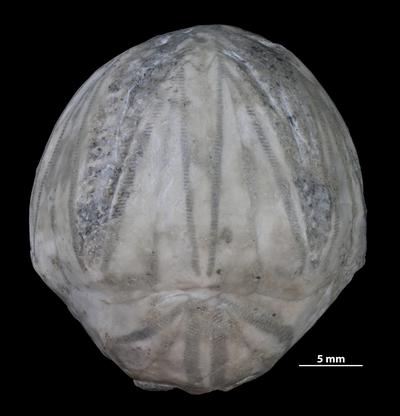 https://files.geocollections.info/large/18/2f/182fbc28-012d-4729-8320-02e9519f5948.jpg
