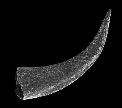 https://files.geocollections.info/large/18/35/18355e6e-163e-4a2f-9d11-cebe0647c1bc.jpg