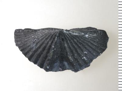 https://files.geocollections.info/large/18/41/184129bb-76f2-4c32-835c-0c04331dbf74.jpg