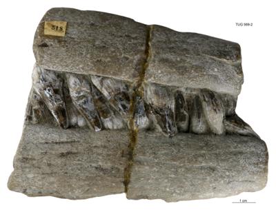 https://files.geocollections.info/large/18/50/1850f2bd-5240-46af-813e-565e8dfd5d47.jpg