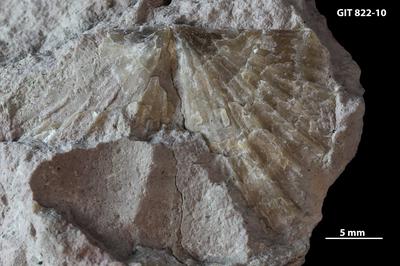 https://files.geocollections.info/large/18/5f/185f1c8e-de67-4fd7-844f-68b313b6fae7.jpg