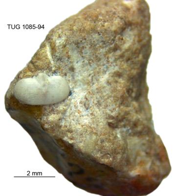 https://files.geocollections.info/large/18/6c/186c7f73-6c1d-433e-966c-67fb7fff527e.jpg