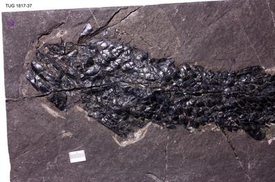 https://files.geocollections.info/large/18/b4/18b4a4a7-f380-4a83-bfdb-011b35462a2c.jpg