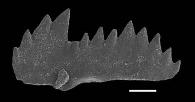 https://files.geocollections.info/large/18/b7/18b7478b-d149-48f0-b2ba-56757652246e.jpg