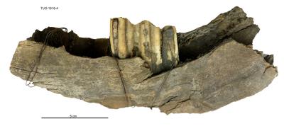 https://files.geocollections.info/large/18/c0/18c04379-59a0-4940-87c8-b94661dfa559.jpg