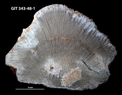 https://files.geocollections.info/large/18/c9/18c9c300-e24b-4e2f-bbb8-0daaf45fb134.jpg
