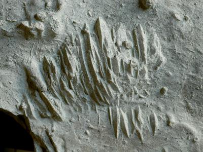 https://files.geocollections.info/large/18/ca/18ca4f96-664a-4a32-9f10-60768f001a77.jpg