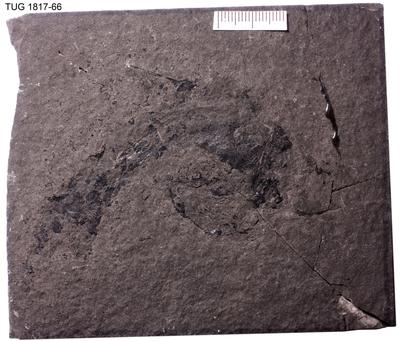 https://files.geocollections.info/large/18/f6/18f6912c-20cd-46e0-a65c-7e72fc915c8a.jpg