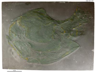 https://files.geocollections.info/large/19/20/1920ba50-688a-4003-b5b7-6654046fbb5b.jpg