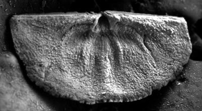 https://files.geocollections.info/large/19/29/1929f0a3-5bfd-41a1-b178-3bfbdb3b86a6.jpg