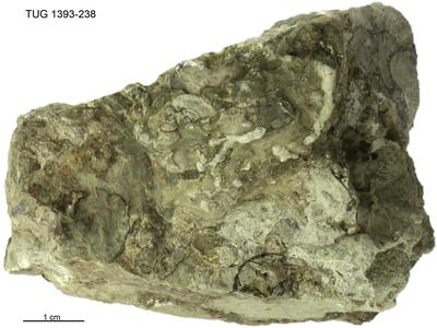 https://files.geocollections.info/large/19/3f/193f039f-e496-4e53-b6a5-a88fc5da0917.jpg