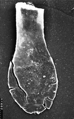 <i><i>Chitinozoa</i></i><br />Akmene 71 borehole,  m,  (1526-40)