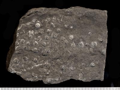 https://files.geocollections.info/large/19/9d/199de729-e887-44c0-8f43-c165926a5e72.jpg
