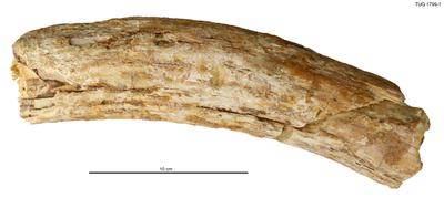 https://files.geocollections.info/large/19/b7/19b7029f-70b8-4364-b91b-3dfa5f9528e4.jpg
