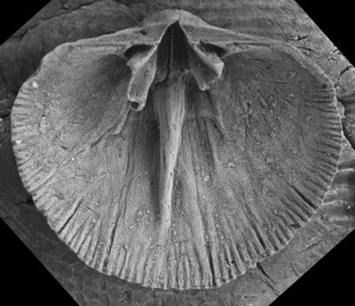 https://files.geocollections.info/large/19/d3/19d3e9c1-06b9-4c39-9929-685ece298f35.jpg