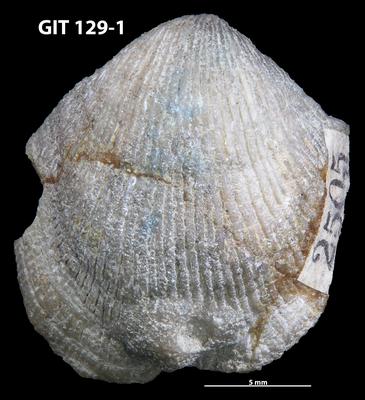 https://files.geocollections.info/large/1a/0b/1a0b3668-ed40-4a2a-9730-a95344328950.jpg