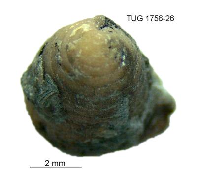 https://files.geocollections.info/large/1a/22/1a229780-bb8c-4cd3-9227-60183c1a3443.jpg