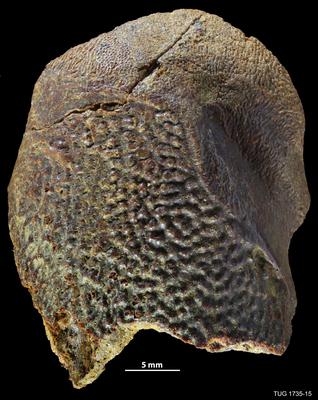 https://files.geocollections.info/large/1a/33/1a339b4c-4f2d-48a3-9095-74bd53a52599.jpg