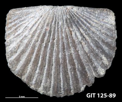 https://files.geocollections.info/large/1a/41/1a416840-80a1-43f4-8d22-379d72ef9033.jpg