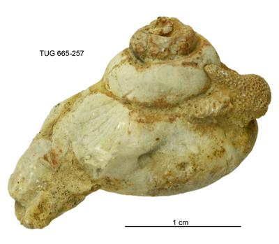 https://files.geocollections.info/large/1a/6d/1a6d8c7e-912e-49f8-b75e-ec7c271dc2b7.jpg