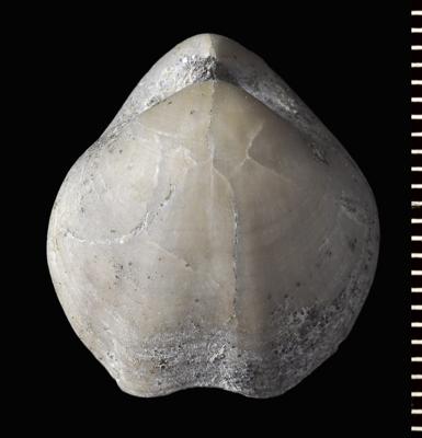https://files.geocollections.info/large/1a/8a/1a8a0217-3c3d-49b3-bb01-fdde00d63a69.jpg