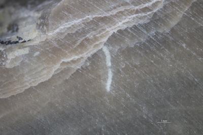 <i>Trypanites? sp. 1</i><br />Undva cliff,  m, Jaani Stage