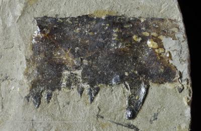 https://files.geocollections.info/large/1a/ae/1aae8bb2-4863-4089-821a-18cbb34500ae.jpg