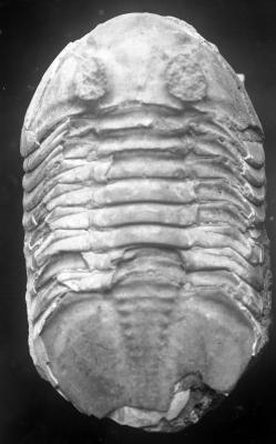 https://files.geocollections.info/large/1a/b6/1ab64a40-deb1-47fd-bb84-225f7737cb37.jpg