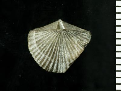 https://files.geocollections.info/large/1a/bf/1abffd7b-9663-44fd-bef2-47881774e24c.jpg